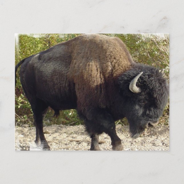 Cartão Postal Cartão-postal americano Buffalo (Frente)