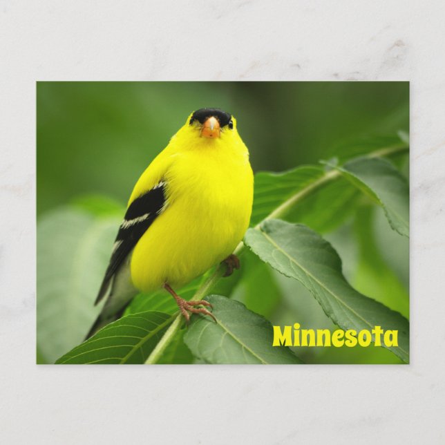 Cartão Postal Cartão-postal americano Goldfinch (Frente)