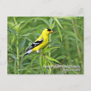 Cartão Postal Cartão-postal americano Goldfinch