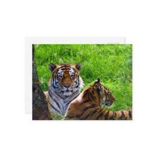 Cartão Postal Cartão-postal Amur Tigers
