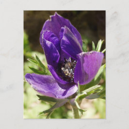 Cartão Postal Cartão-postal Anemone