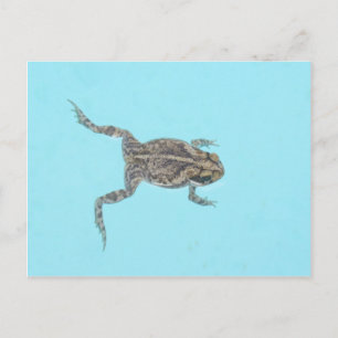 Cartão Postal Cartão-postal anfíbio 02