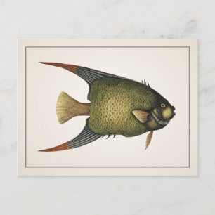 Cartão Postal Cartão-postal Angelfish - Estilo I
