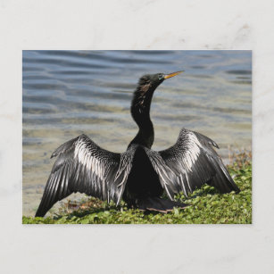 Cartão Postal Cartão-postal Anhinga Bird