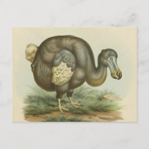 Cartão Postal Cartão-postal Antecedente de Pássaro Dodo