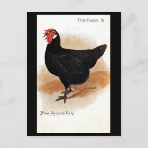 Cartão Postal Cartão-postal antigo - Black Minorca Hen
