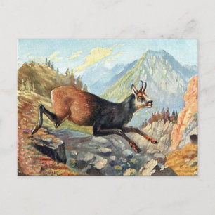 Cartão Postal Cartão-postal antigo - Chamois Goat
