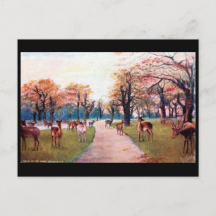 Cartão Postal Cartão-postal antigo - Greenwich Park, Londres