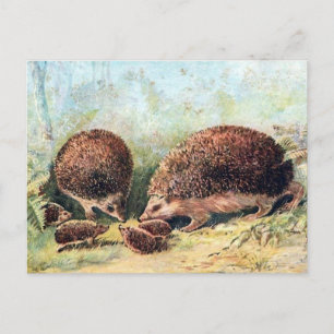 Cartão Postal Cartão-postal antigo - Hedgehogs