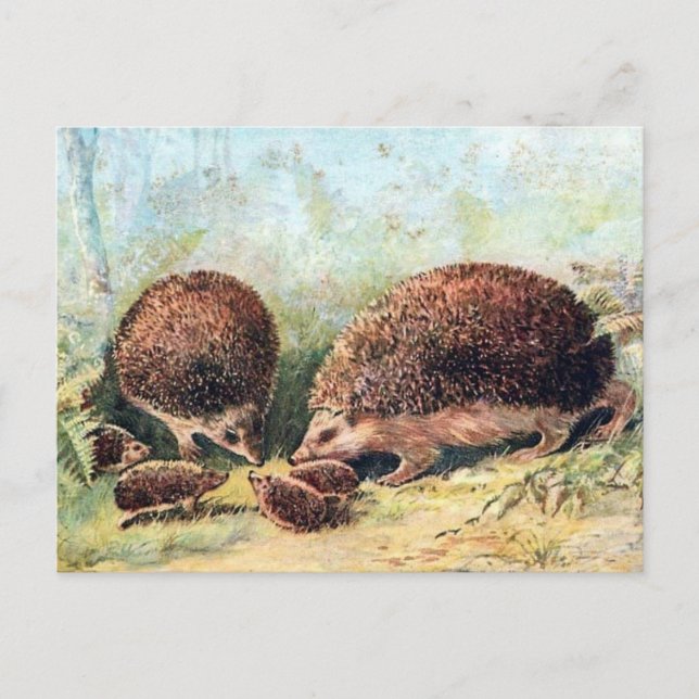 Cartão Postal Cartão-postal antigo - Hedgehogs (Frente)