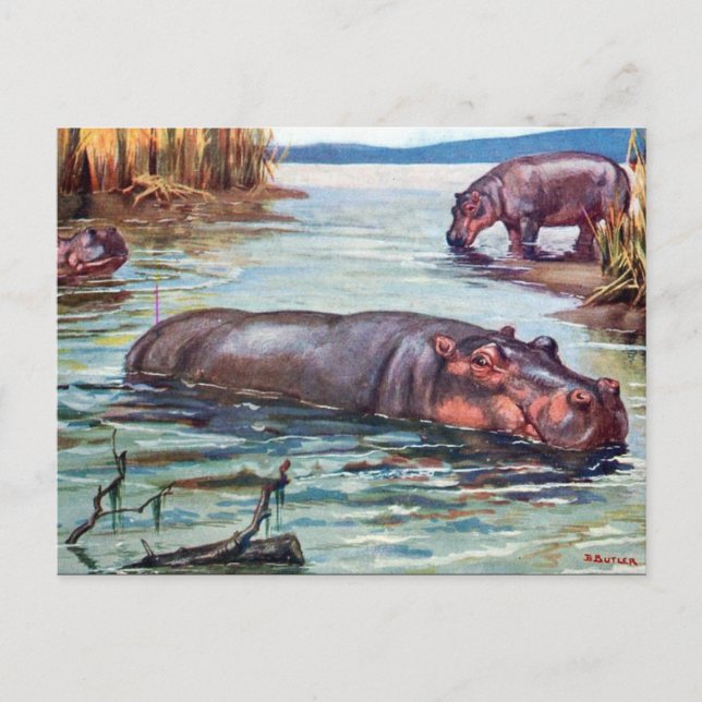 Cartão Postal Cartão-postal antigo - Hippopotamus (Frente)
