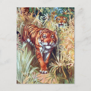 Cartão Postal Cartão-postal antigo - Tigres