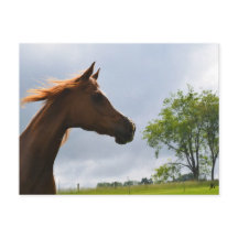 Cartão-postal 'Arabian Breeze'