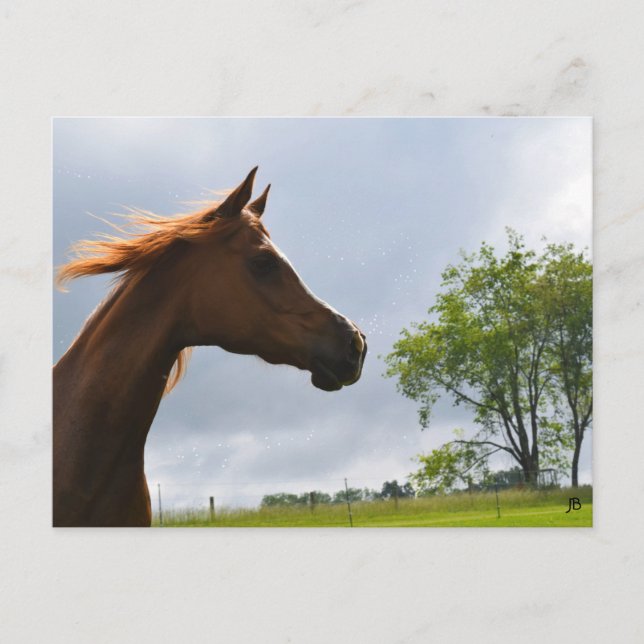 Cartão Postal Cartão-postal 'Arabian Breeze' (Frente)