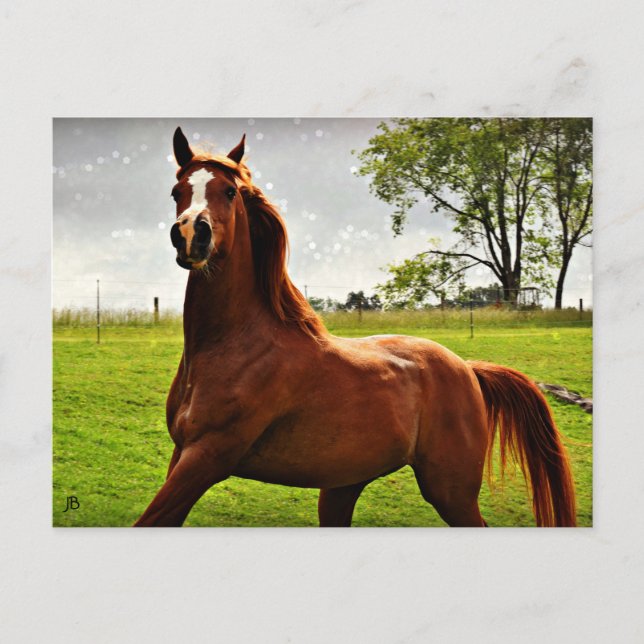 Cartão Postal Cartão-postal 'Arabian Dreamz' (Frente)