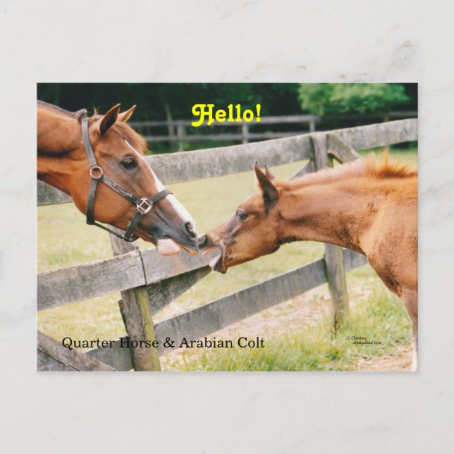 Cartão Postal Cartão-postal Arabian Foal Hello (Frente)
