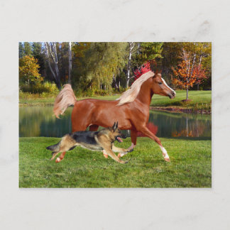 Cartão Postal Cartão-postal "Arbella & Butch"