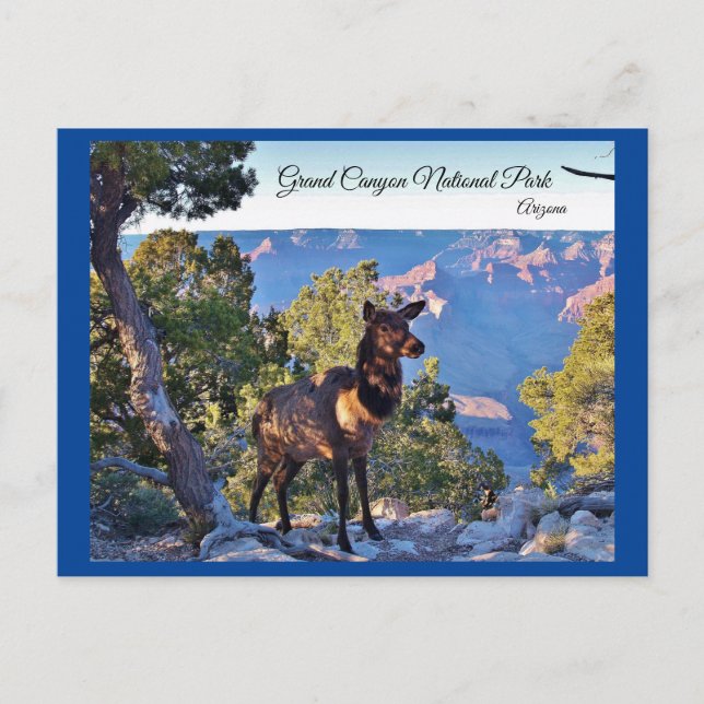 Cartão Postal Cartão-postal, Arizona, Grand Canyon, Elk (Frente)