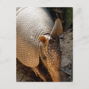 Cartão Postal Cartão-postal Armadillo