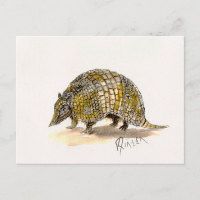 Cartão Postal Cartão-postal Armadillo (Frente)