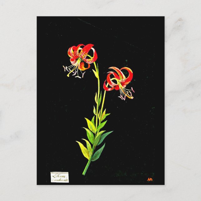 Cartão Postal Cartão-postal-Arte Botânica, Mary Delany 12 (Frente)