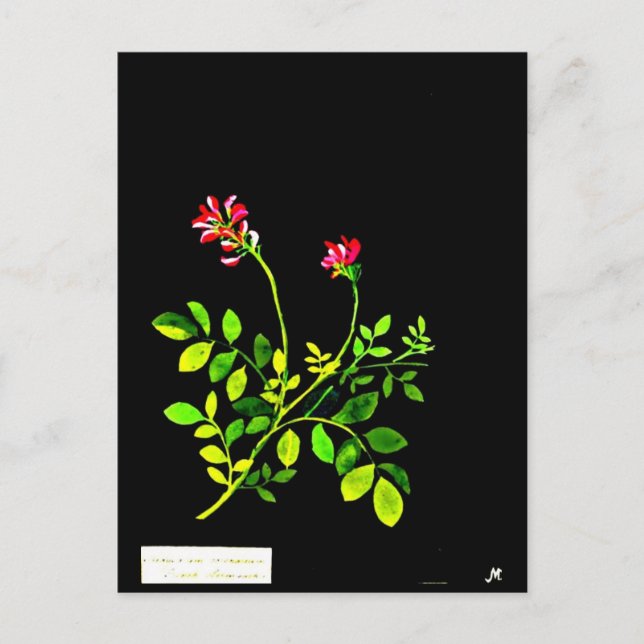 Cartão Postal Cartão-postal-Arte Botânica, Mary Delany 15 (Frente)