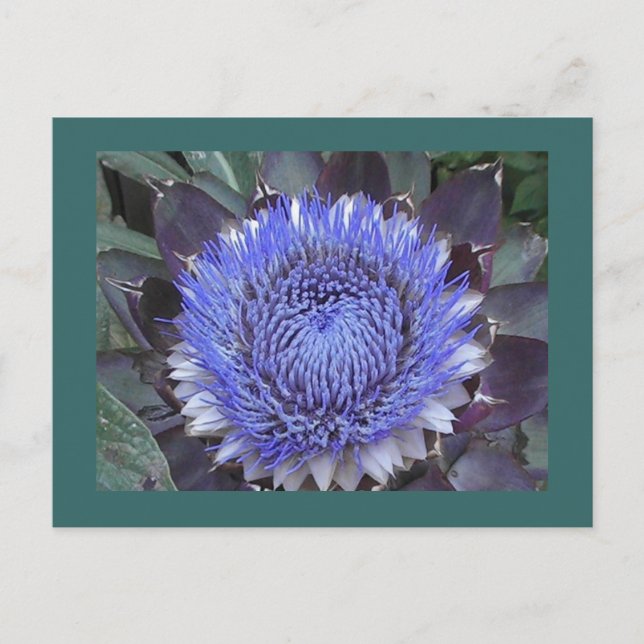 Cartão Postal Cartão-postal Artichoke Bloom (Frente)
