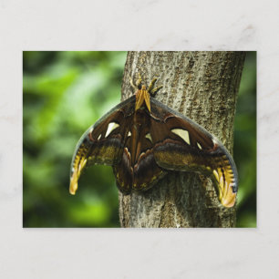 Cartão Postal Cartão-postal Atlas Attacus