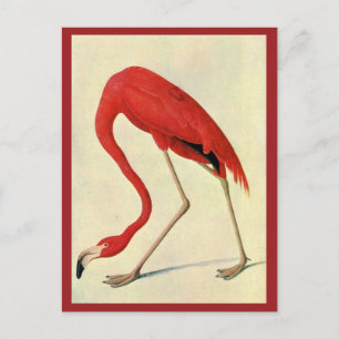 Cartão Postal Cartão-postal Audubon Flamingo