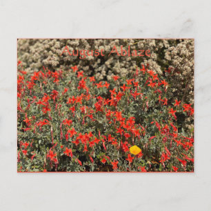 Cartão Postal Cartão-postal August Ablaze