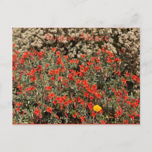 Cartão Postal Cartão-postal August Ablaze (Frente)