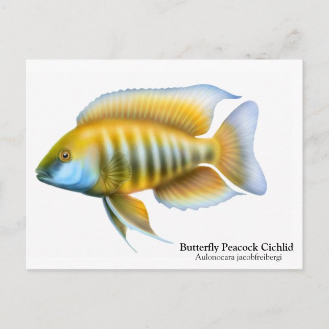 Cartão Postal Cartão-postal Aulonocara jacobfreibergi (Frente)