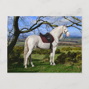 Cartão Postal Cartão-postal "Aurora On Fox Hill"