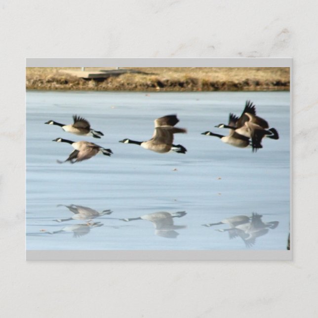 Cartão Postal Cartão-postal ausente (Frente)