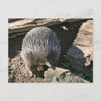 Cartão Postal Cartão-postal australiano Echidna