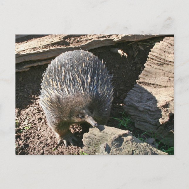 Cartão Postal Cartão-postal australiano Echidna (Frente)