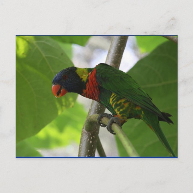 Cartão Postal Cartão-postal australiano Rainbow Lorikeet (Frente)