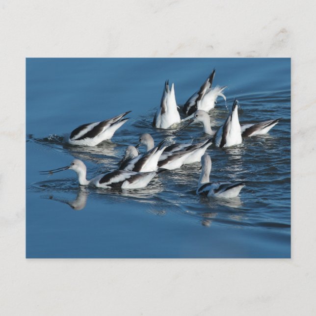 Cartão Postal Cartão-postal Avocet (Frente)