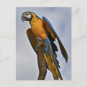 Cartão Postal Cartão-postal azul e amarelo