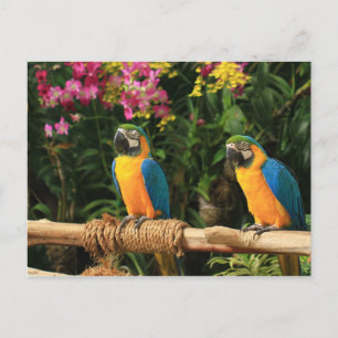 Cartão Postal Cartão-postal azul e amarelo