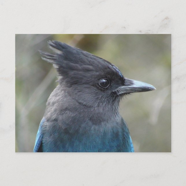 Cartão Postal Cartão-postal Azul Mama (Frente)