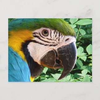 Cartão Postal Cartão-postal azul-papagaio 2