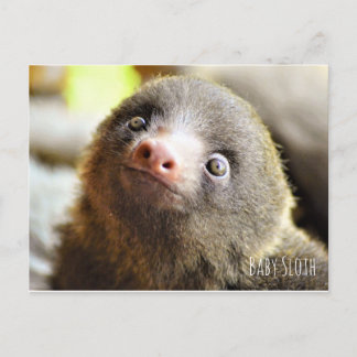 Cartão Postal Cartão-postal Baby Sloth