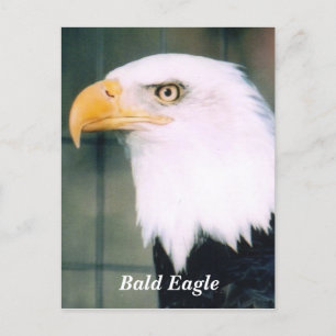 Cartão Postal Cartão-postal Bald Eagle