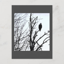 Cartão Postal Cartão-postal Bald Eagle