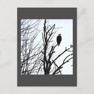 Cartão Postal Cartão-postal Bald Eagle
