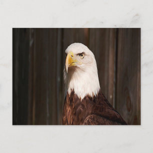 Cartão Postal Cartão-postal Bald Eagle