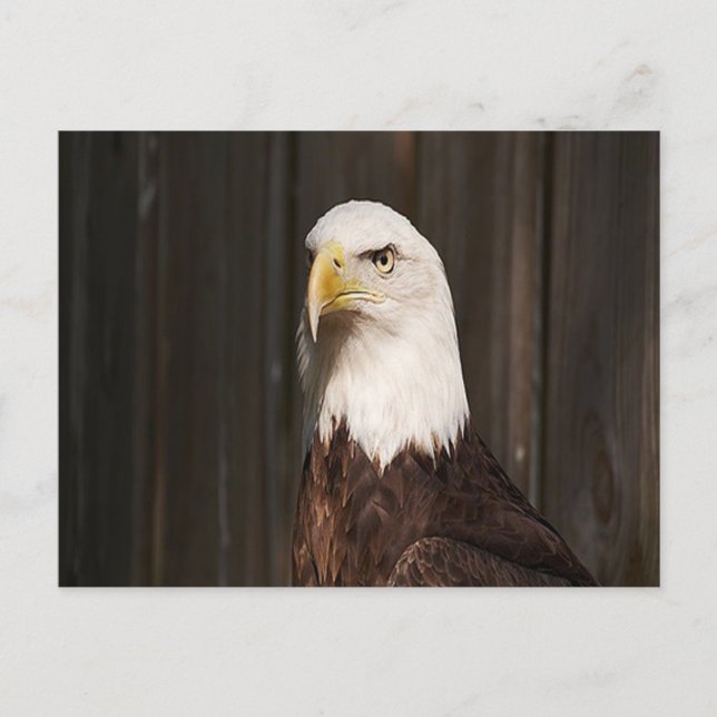 Cartão Postal Cartão-postal Bald Eagle (Frente)