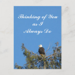 Cartão Postal Cartão-postal Bald Eagle