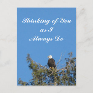 Cartão Postal Cartão-postal Bald Eagle